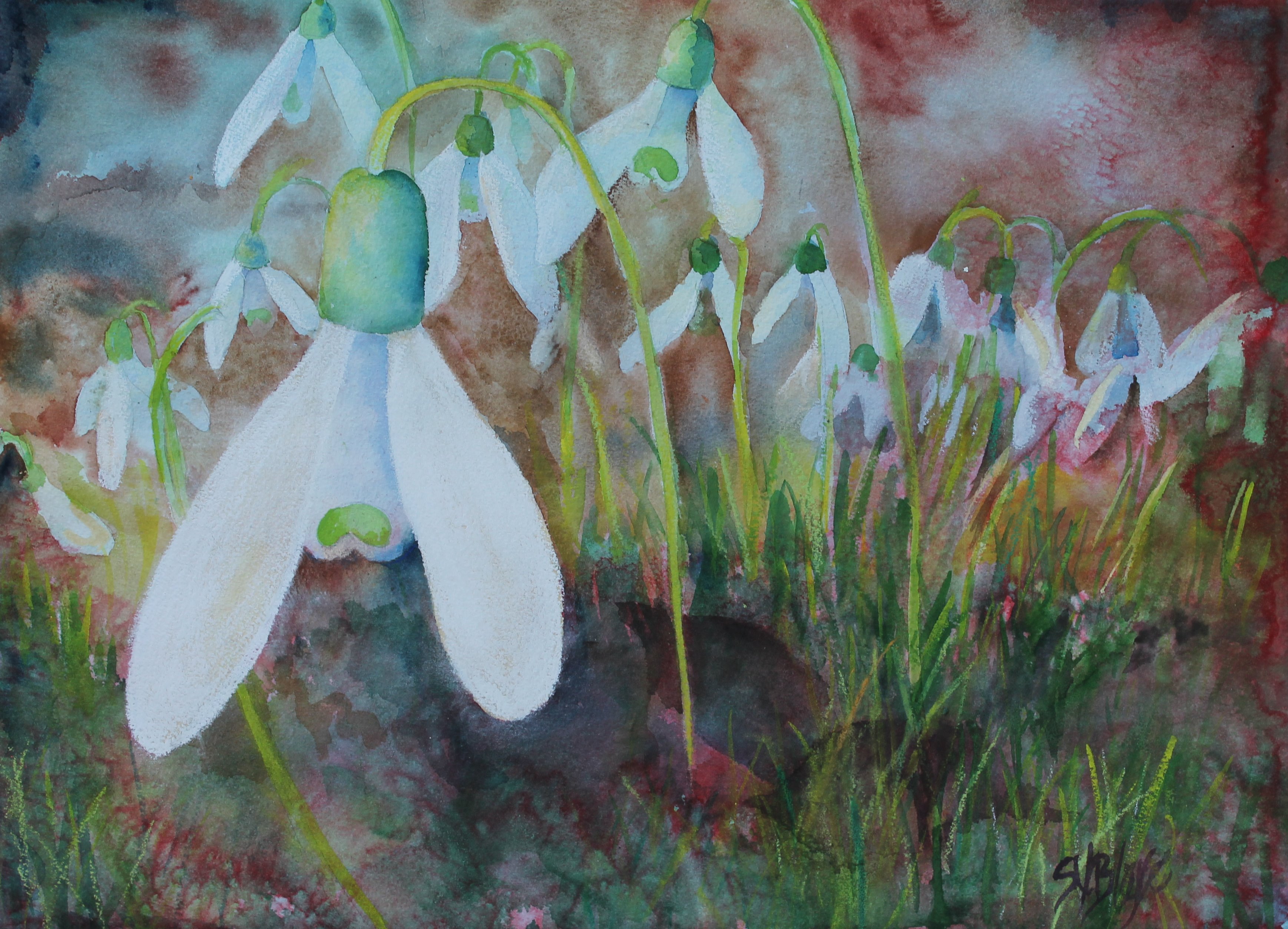 Snow Drop